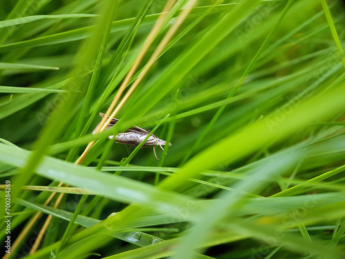 micro moth on grass