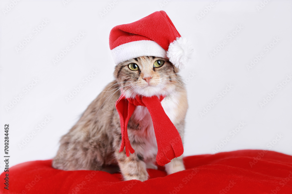 Cute Cat in a Santa Claus hat sits and looks. Cat close up. Kitten in a red hat on a red background. Cat with big green eyes. Merry Christmas. Winter. Pets. Happy New Year Cute Cat in a Santa Claus hat sits and looks. Cat close up. Kitten in a red hat on a red background. Cat with big green eyes. Merry Christmas. Winter. Pets. Happy New Year