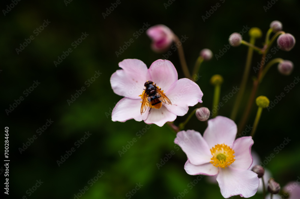Insekt Makrofotografie