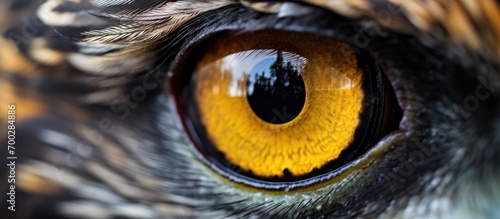 Close-up macro photo of a male Northern Harrier's eye. © TheWaterMeloonProjec