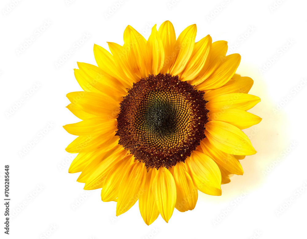 Fototapeta premium Sonnenblume isoliert auf weißen Hintergrund, Freisteller,Draufsicht 