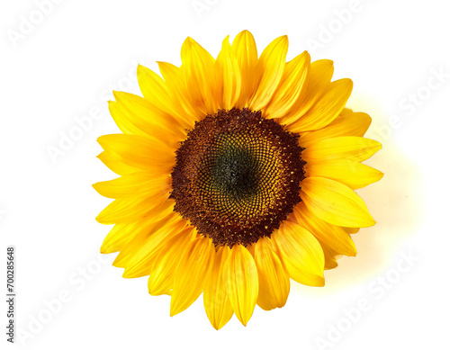 Sonnenblume isoliert auf weißen Hintergrund, Freisteller,Draufsicht 