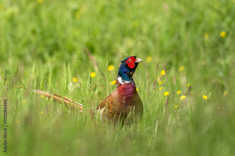 Fototapeta premium common pheasant male in a field close up in autumn