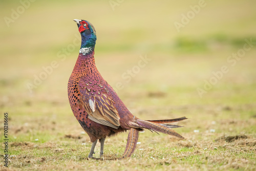 Pheasant, male in in a field, close up displaying in the springtime 