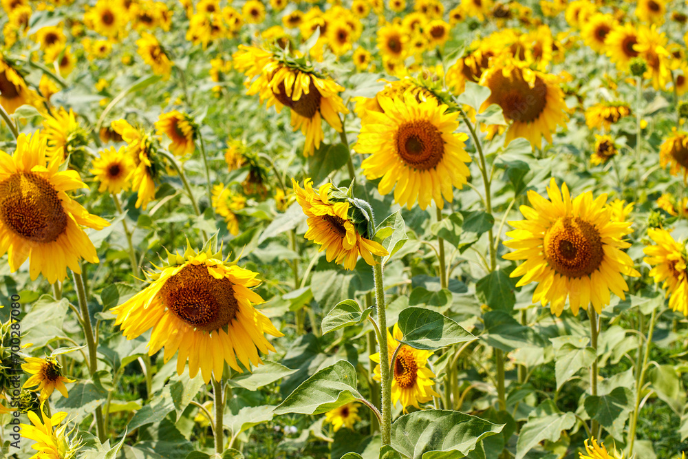 Field with beautiful yellow sunflower Field with beautiful yellow sunflower