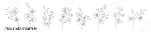Set of apricot branches with blossom flowers and buds, vector illustration. Sketch of spring fruit tree blooming branch, line art style