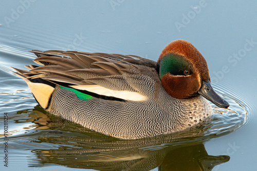 The Eurasian teal (Anas crecca), common teal, or Eurasian green-winged teal is a duck that breeds in temperate Eurosiberia and migrates south in winter, common en aiguamolls emporda girona spain