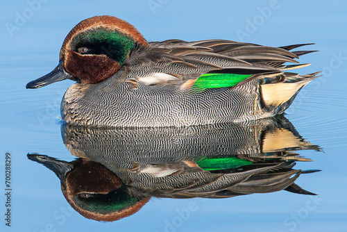 The Eurasian teal (Anas crecca), common teal, or Eurasian green-winged teal is a duck that breeds in temperate Eurosiberia and migrates south in winter, common en aiguamolls emporda girona spain