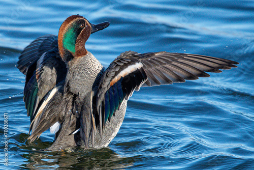 Canvas Print The Eurasian teal (Anas crecca), common teal, or Eurasian green-winged teal is a
