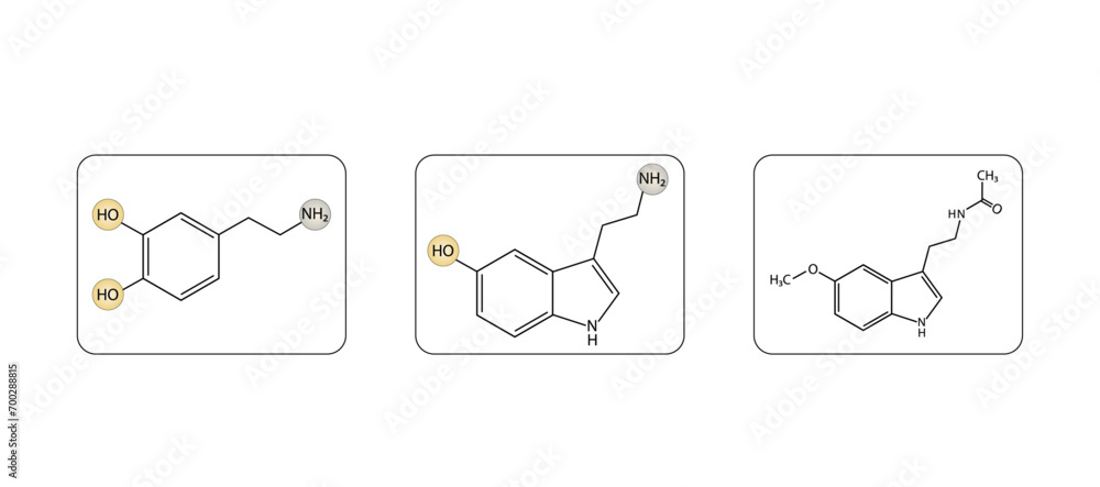 Dopamine, Serotonin and Melatonin structural chemical formula. Isolated ...