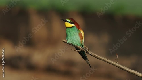 4K footage of beautiful nature scene with European bee-eater (Merops apiaster). Wildlife shot of European bee-eater (Merops apiaster) on the branch.