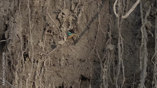 4K footage of beautiful nature scene with Common kingfisher (Alcedo atthis). Nesting Common kingfisher (Alcedo atthis) in the nature habitat.