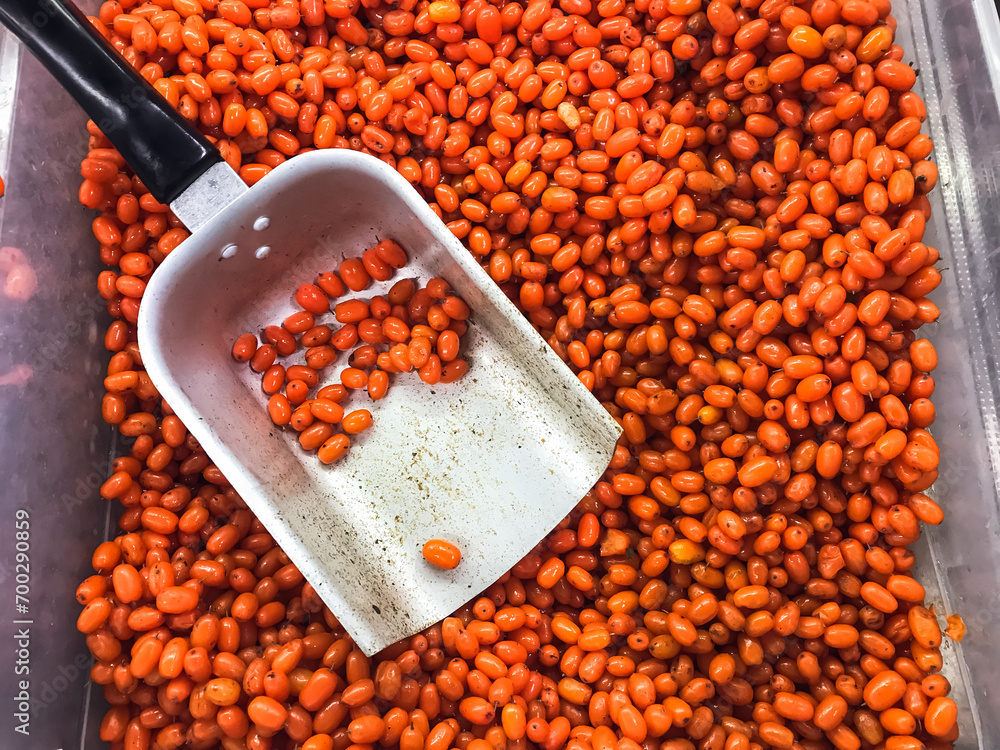 Sea buckthorn in the fridge, berry for food orange frozen fresh. lying in the refrigerator in supermarket .concept healthy food vitamins storage Sea buckthorn in the fridge, berry for food orange frozen fresh. lying in the refrigerator in supermarket .concept healthy food vitamins storage