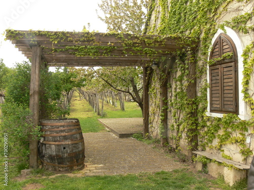 Romantic green wine cellar in the vineyard in Etyek, Hungary. Typical in the region.