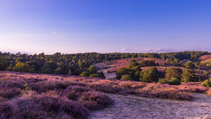 Leinwandbilder Aubergine Colorful sunny landscape during sunset with blooming heather at nature reserve De Posbank at Veluwe in Rheden Gelderland The Netherlands  © Hilda Weges