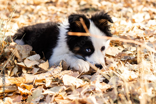 Little Tiny Fluffy Mini Baby Aussie Dog Puppy Outside Playing in Yellow Fallen Fall Leaves Outside © seaseasyd