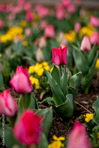 The Prettiest Bright Pink Tulips in Garden