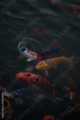 Overpopulated Too Many Fish Crowded Pond © seaseasyd