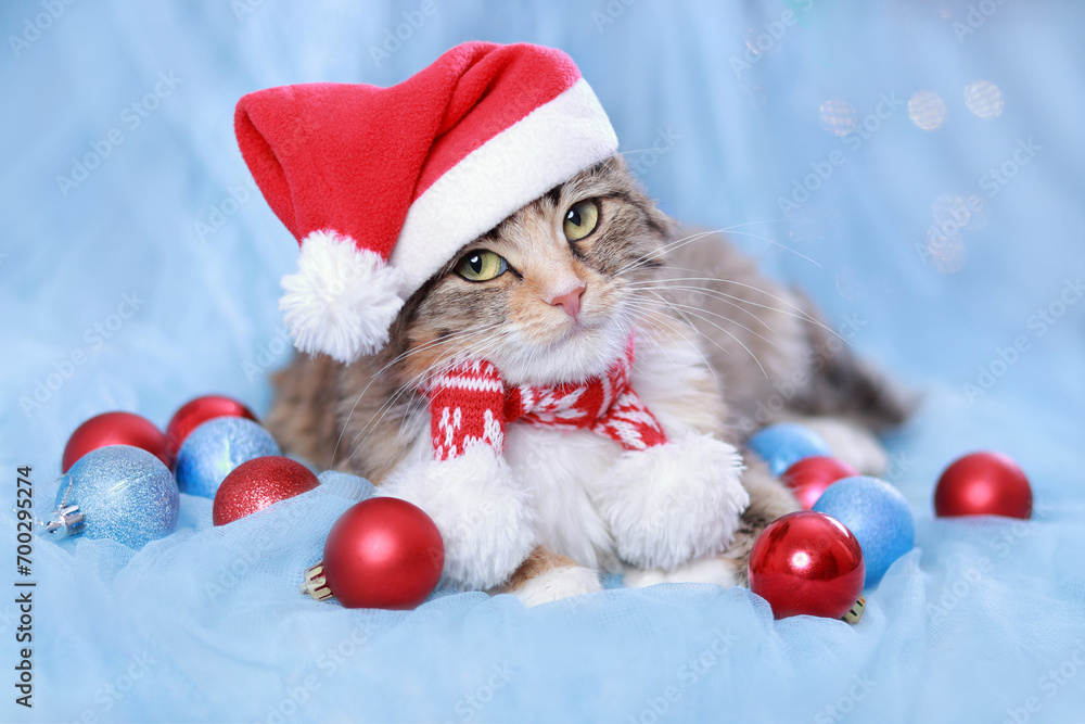 Cat with green eyes in a Santa Claus Hat lies on a blue background. Portrait of a small Cat. Pet care. Santa Kitten. Happy New Year. Kitten and Christmas tree decorations. Winter. 2024. December. Cat with green eyes in a Santa Claus Hat lies on a blue background. Portrait of a small Cat. Pet care. Santa Kitten. Happy New Year. Kitten and Christmas tree decorations. Winter. 2024. December.