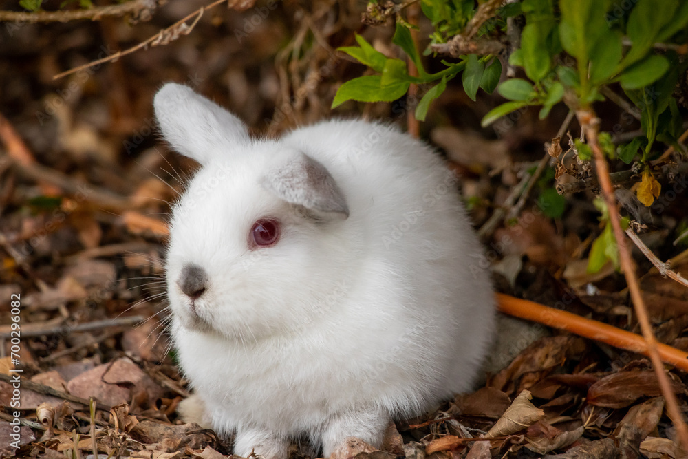 Adorable White Airplane Ears Rabbit Funny Ear Teenage Bunny Silly Pet Pics Adorable White Airplane Ears Rabbit Funny Ear Teenage Bunny Silly Pet Pics