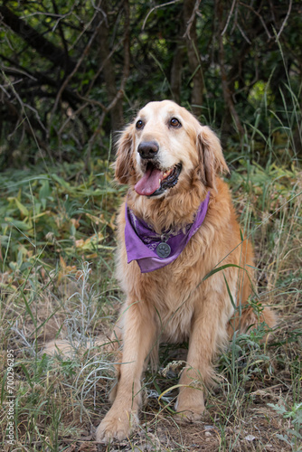 Cute Funny Golden Retriever Labrador Smiling Sitting in Park