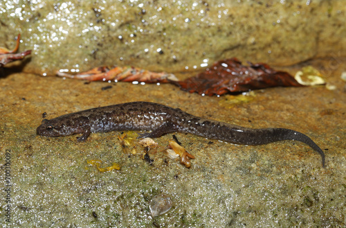 Lateral view of a Northern Dusky Salamander  Desmognathus fuscus  on a wet rocky surface near the edge of a stream.