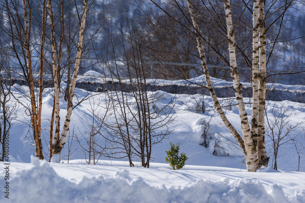 Amazing winter birchwood scene, Armenia Amazing winter birchwood scene, Armenia