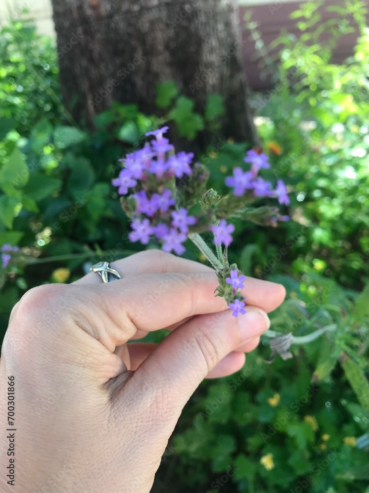 Pequeñas flores lilas de la verbena bonariensis. Glandularia corymbosa