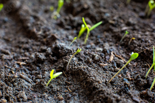 Sprouts in the ground