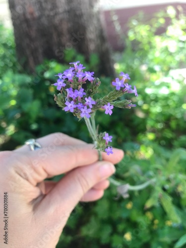 Pequeñas flores lilas de la verbena bonariensis. Glandularia corymbosa photo