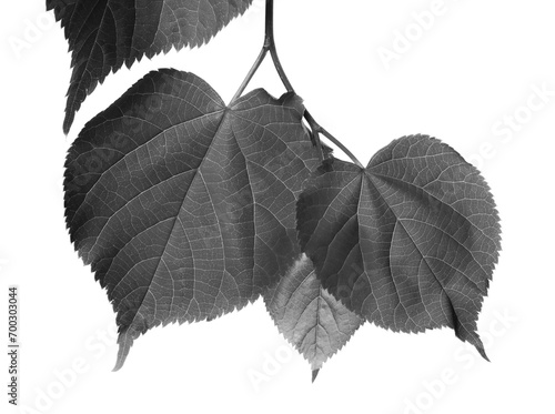 Black and white linden-tree leafs