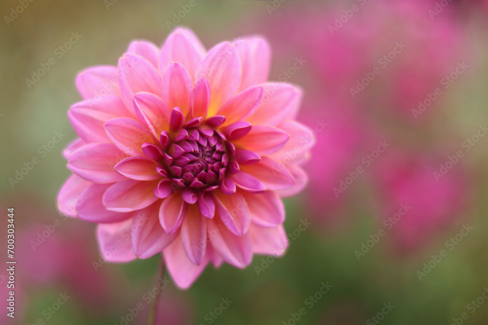 Obraz premium Beautiful pink Dahlia flower on a background of other Dahlias flowers. Pink dahlia flower in real garden. Floral background. Greeting card. Valentines day. Mothers day. Copy space. Autumn flower 