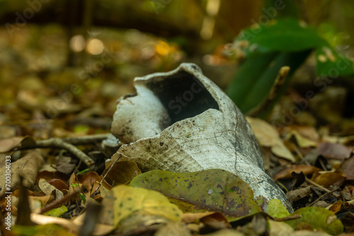 Fototapeta Naklejka Na Ścianę i Meble -  Broken Conch Shell Rests On Forest Floor