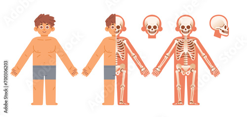 Simple Cartoon male skeleton system cross section frontal view. Flat vector anatomical infographics