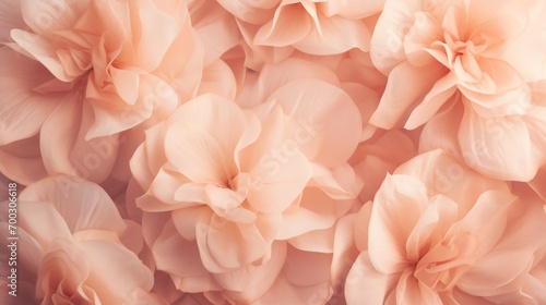 The flowers petals are a soft peach color, close up macro nature background.
