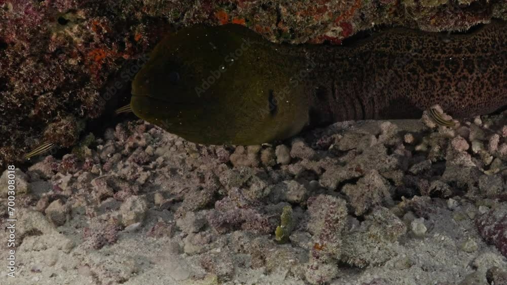 Java Moray Eel over on the coral reef in the pass of Tiputa of the