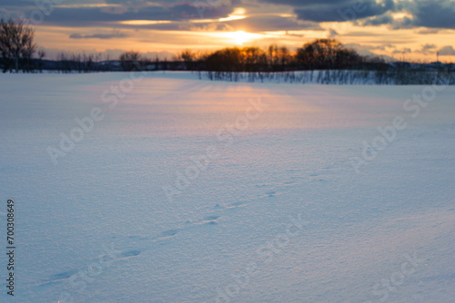 夕暮れの雪原に残るキタキツネの足跡