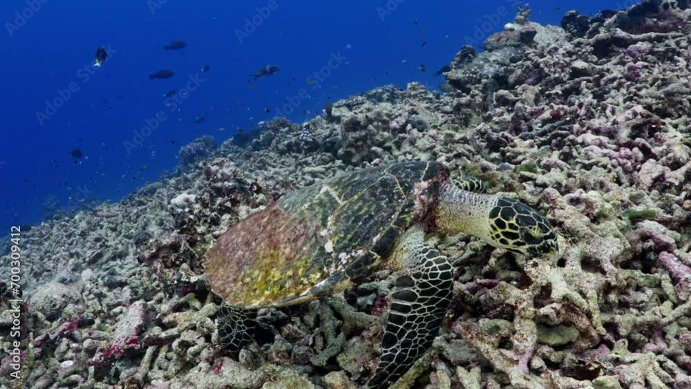 Green Turtle over on the coral reef in the pass of Tiputa of the Atoll of Rangiroa in the French Polynesia in the middle of the South Pacific Green Turtle over on the coral reef in the pass of Tiputa of the Atoll of Rangiroa in the French Polynesia in the middle of the South Pacific