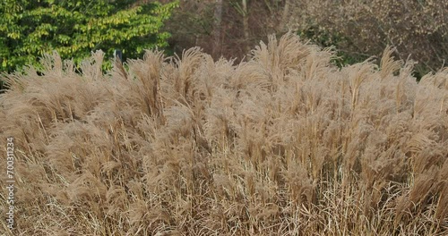 Common reeds (Phragmites australis). Standing dead stems bearing greyish-yellow leaves and branched gold brown withered panicles of flowers with with seeds covered of fluffy silky hairs in winter  photo