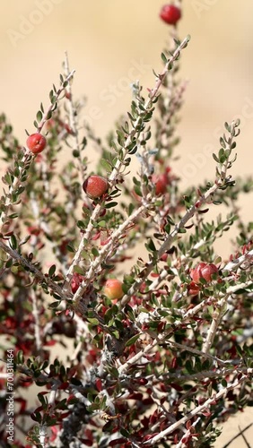 Halls Purple Bush, Tetracoccus Hallii, a native perennial dioecious shrub displaying immature spheric trichomatic capsule fruit during late Autumn in the Eagle Mountains, Northwest Sonoran Desert. photo