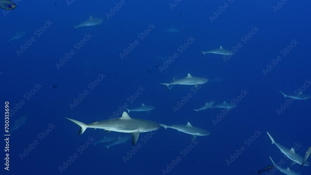 Grey Sharks swimming over on the coral reef in the pass of Tiputa of the Atoll of Rangiroa in the French Polynesia in the middle of the South Pacific Grey Sharks swimming over on the coral reef in the pass of Tiputa of the Atoll of Rangiroa in the French Polynesia in the middle of the South Pacific