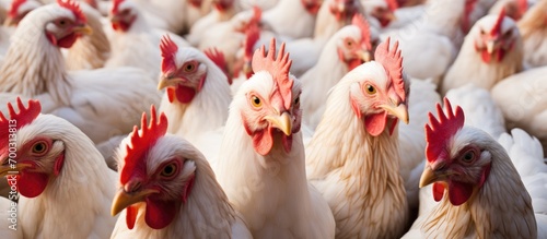 Veterinarians vaccinate chickens to prevent Poultry Diseases like Avian influenza, which is similar to other flus in birds, swine, dogs, horses, and humans. photo