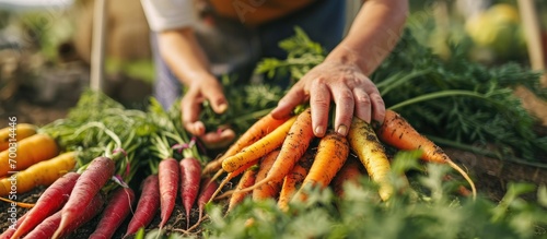Female gardener with just harvested Rainbow carrots from her own garden. photo