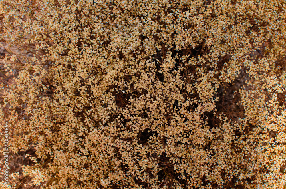 Close up of Tan Plants Background Close up of Tan Plants Background
