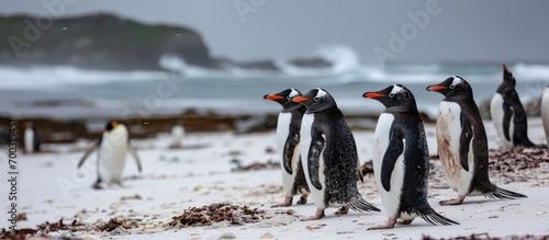 Gentoo penguins on a white sand beach, including an odd one out, on Carcass Island in the Falklands. photo