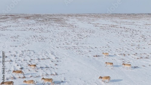 Saigas in winter during the rut. A herd of Saiga antelope or Saiga tatarica running in snow - covered steppe in winter. Antelope migration in winter. Walking with wild animals, slow motion video. photo