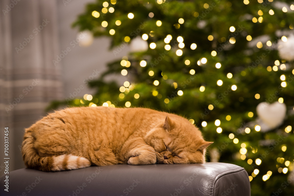 Naklejka premium Rudy kot śpiący na tle choinki Bożonarodzeniowej