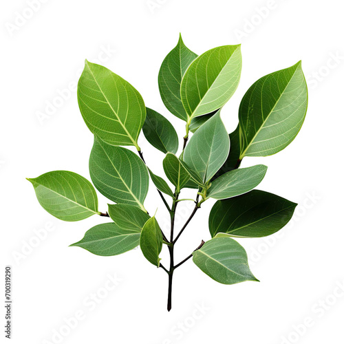 green leaves isolated on transparent background.