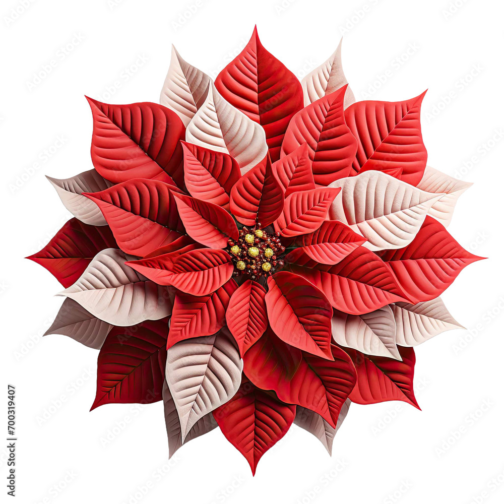 red and white poinsettia isolated on transparent background