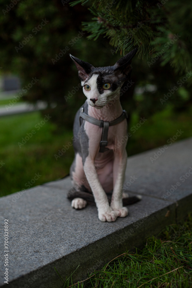 black and white cat portrait